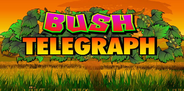 bush-telegraph